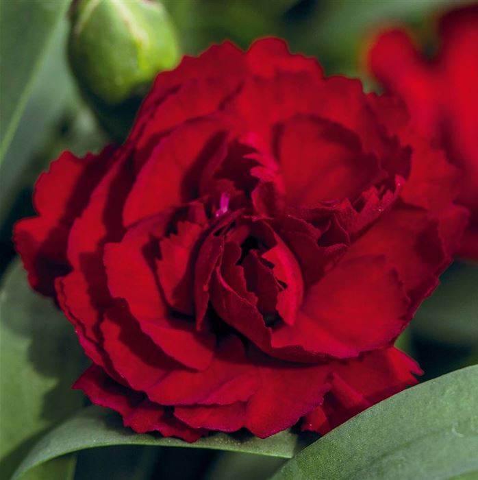 Rokoko-Nelke 'Sweet Pleasure® Dark Red'