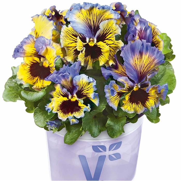 Edelveilchen 'Orchi® Blue-Yellow'