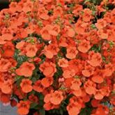 Elfensporn 'Divara® Orange'