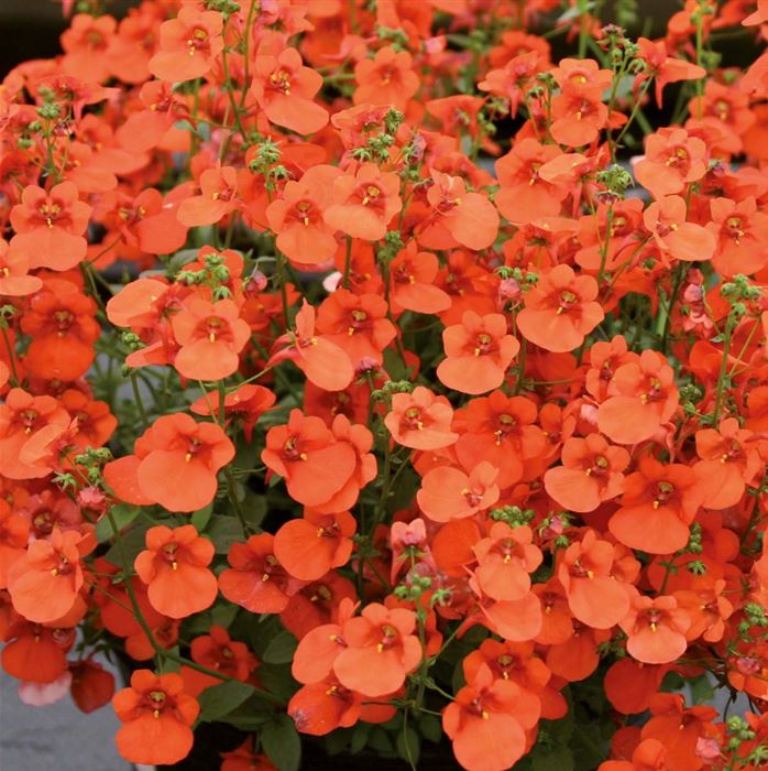 Elfensporn 'Divara® Orange'