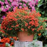 Elfensporn 'Divara® Orange'