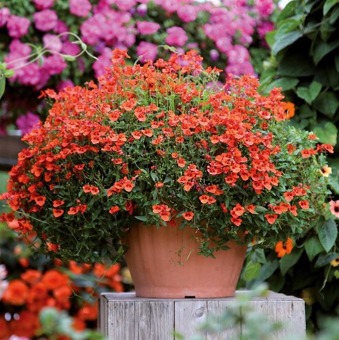 Elfensporn 'Divara® Orange'