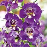 Engelsflügel 'Adessa® Blue'