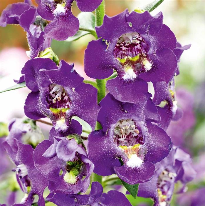 Engelsflügel 'Adessa® Blue'