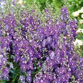 Engelsflügel 'Adessa® Blue'