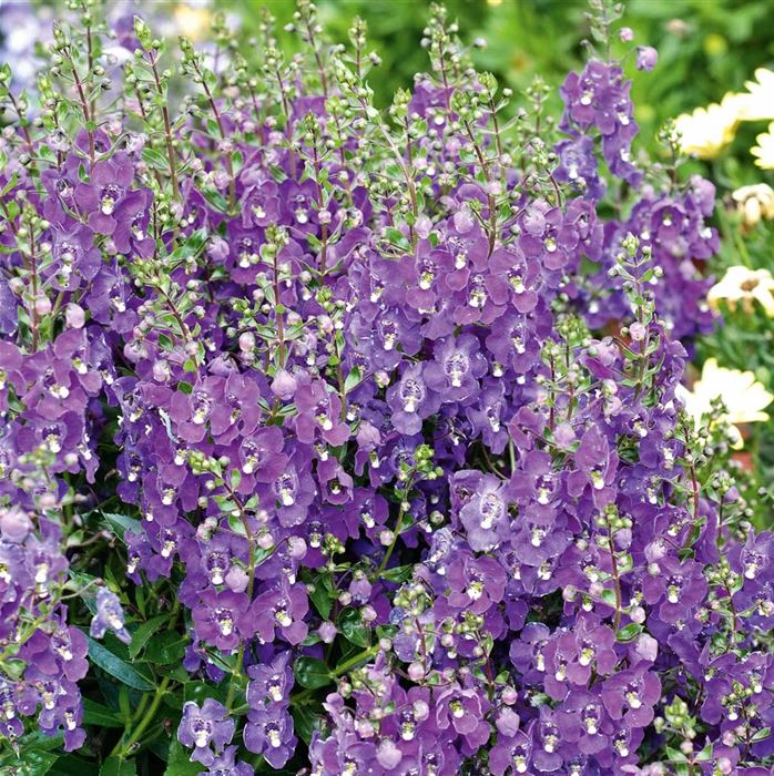 Engelsflügel 'Adessa® Blue'