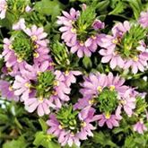 Fächerblume 'Abanico Pink'