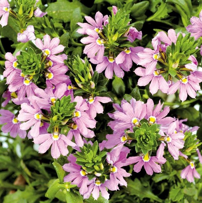 Fächerblume 'Abanico Pink'