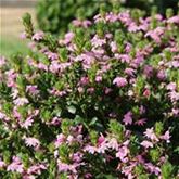 Fächerblume 'Abanico Pink'