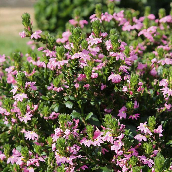 Fächerblume 'Abanico Pink'