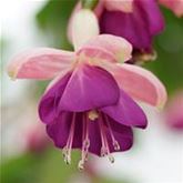 Feen-Fuchsie 'Pink Ballet Girl'