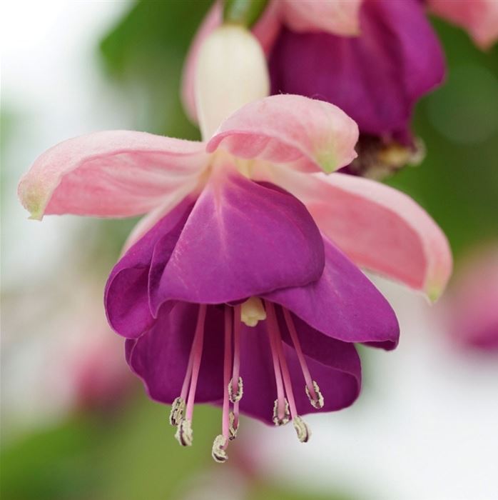 Feen-Fuchsie 'Pink Ballet Girl'