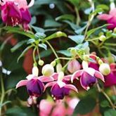 Feen-Fuchsie 'Pink Ballet Girl'