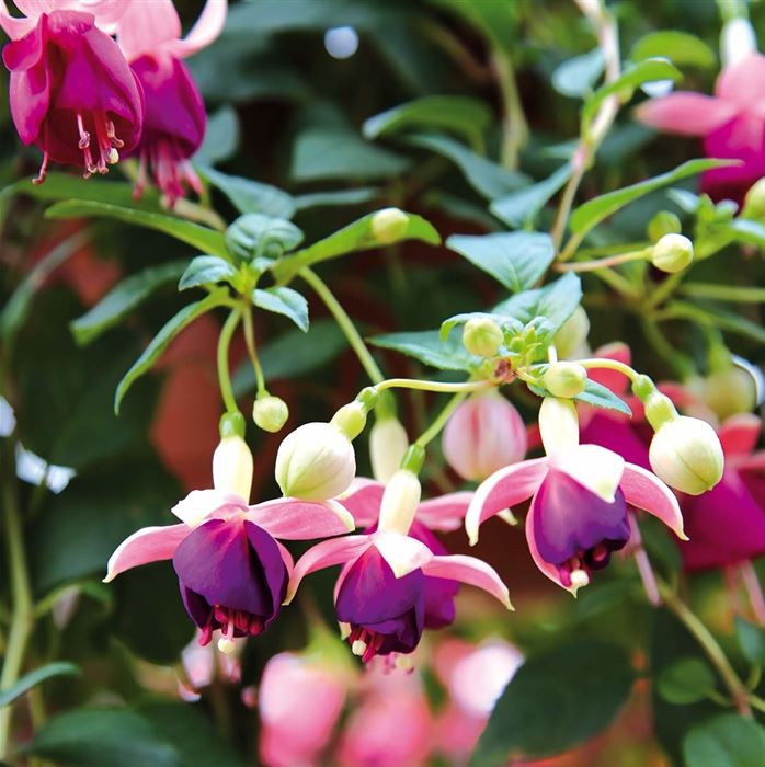 Feen-Fuchsie 'Pink Ballet Girl'