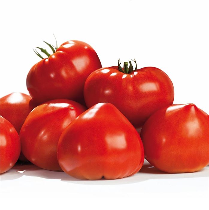 Fleisch-Tomate 'Gourmandia' F1