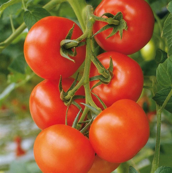 Freiland- Strauchtomate 'Philona' F1