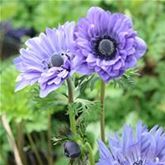 Anemone 'Animo® Double Blue'