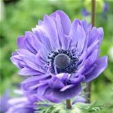 Anemone 'Animo® Double Blue'