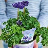 Anemone 'Animo® Double Blue'