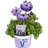 Anemone 'Animo® Double Blue'