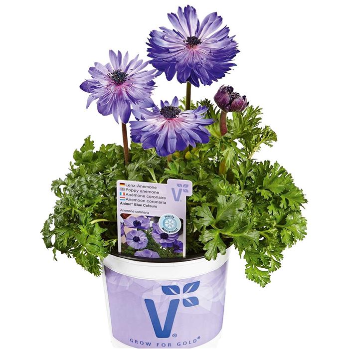 Anemone 'Animo® Double Blue'