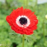 Anemone 'Animo® Double Red'
