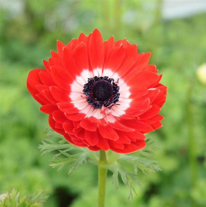 Anemone 'Animo® Double Red'
