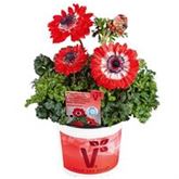 Anemone 'Animo® Double Red'