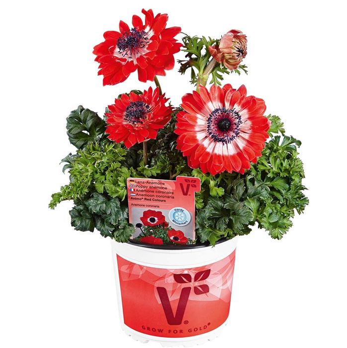 Anemone 'Animo® Double Red'