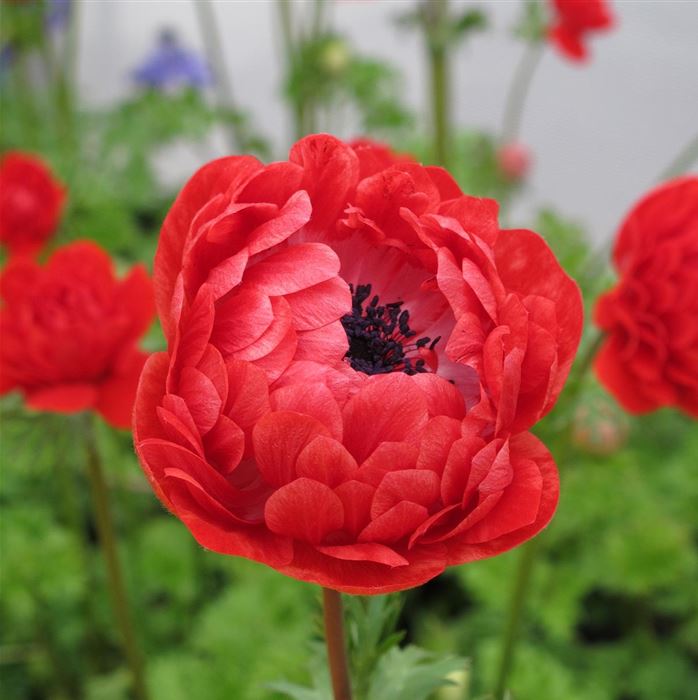 Anemone 'Animo® Double Red'