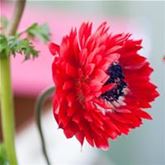 Anemone 'Animo® Double Red'