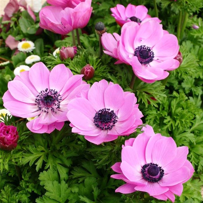 Anemone 'Animo® Pink Colours'