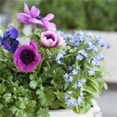 Anemone 'Animo® Pink Colours'