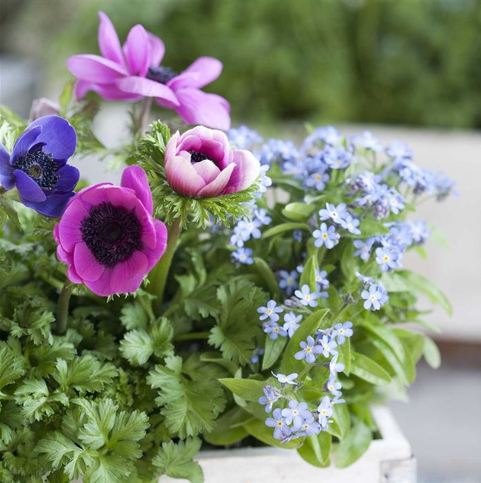 Anemone 'Animo® Pink Colours'