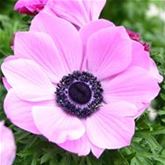 Anemone 'Animo® Pink Colours'