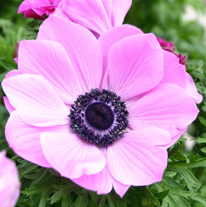 Anemone 'Animo® Pink Colours'