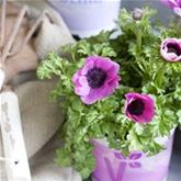 Anemone 'Animo® Pink Colours'
