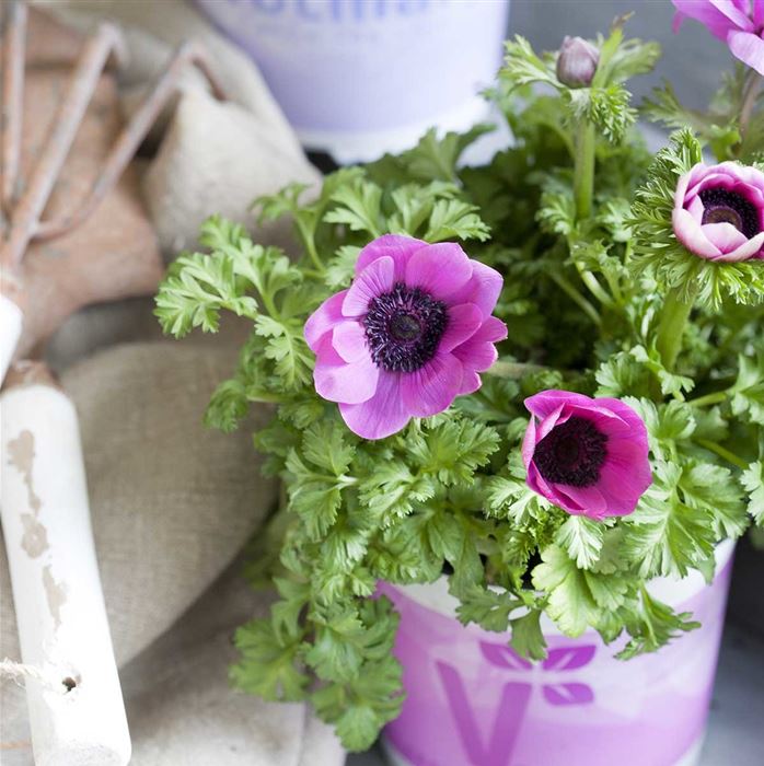 Anemone 'Animo® Pink Colours'