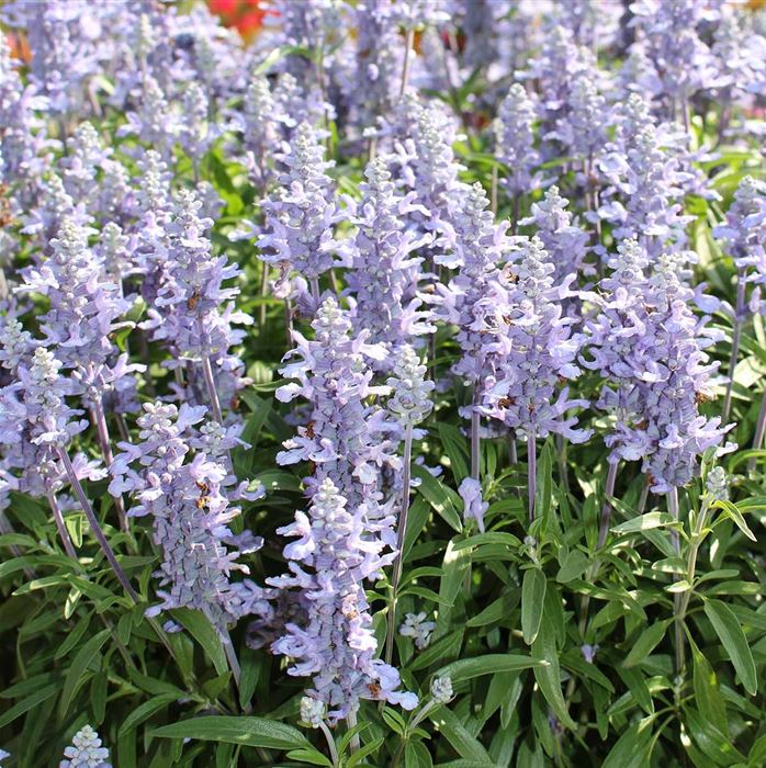 Balkon-Salbei 'Farina® Silver Blue' Balkon-Salbei 'Farina® Silver Blue'