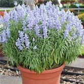 Balkon-Salbei 'Farina® Silver Blue' Balkon-Salbei 'Farina® Silver Blue'