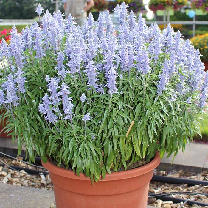 Balkon-Salbei 'Farina® Silver Blue' Balkon-Salbei 'Farina® Silver Blue'