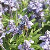 Balkon-Salbei 'Farina® Silver Blue' Balkon-Salbei 'Farina® Silver Blue'