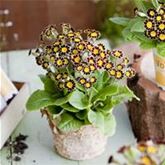 Kronen-Primel 'Victoriana Chocolate'