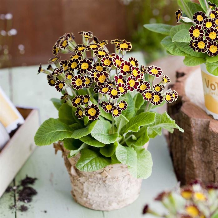 Kronen-Primel 'Victoriana Chocolate'