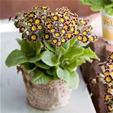 Kronen-Primel 'Victoriana Chocolate'