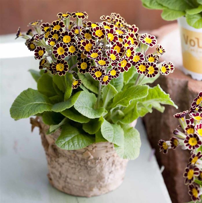 Kronen-Primel 'Victoriana Chocolate'