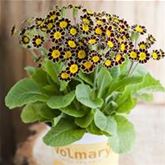 Kronen-Primel 'Victoriana Chocolate'