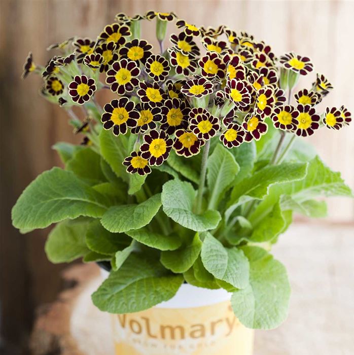 Kronen-Primel 'Victoriana Chocolate'