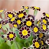 Kronen-Primel 'Victoriana Chocolate'