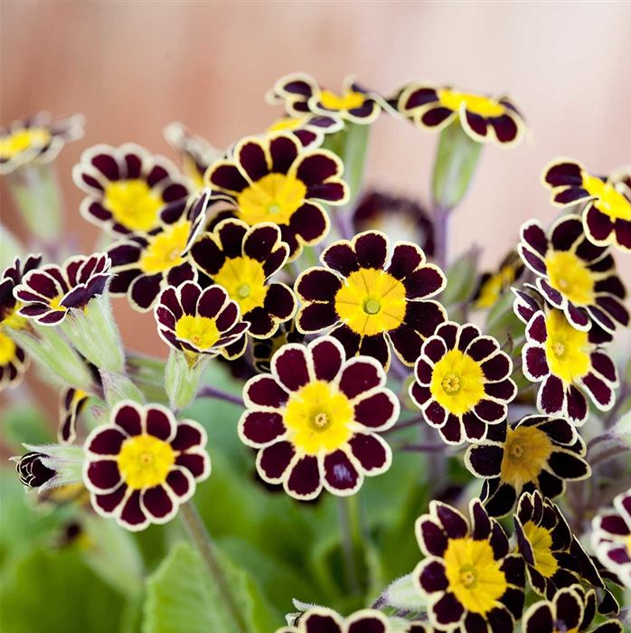 Kronen-Primel 'Victoriana Chocolate'